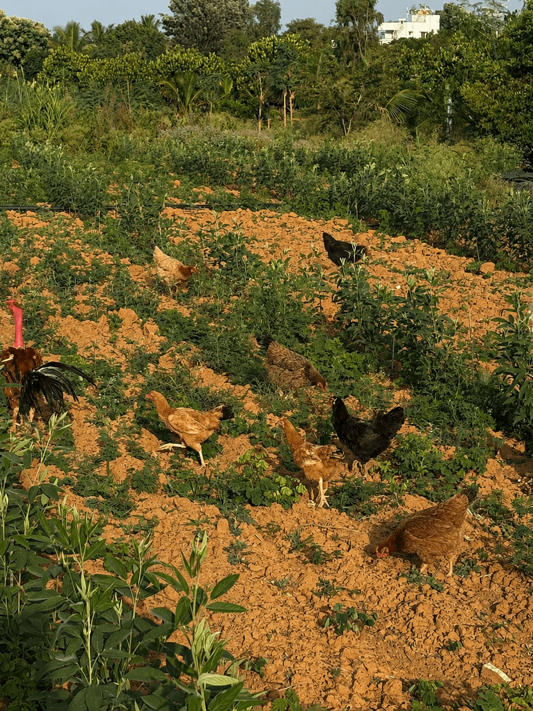 Golden-hued hens roaming red Bengaluru soil