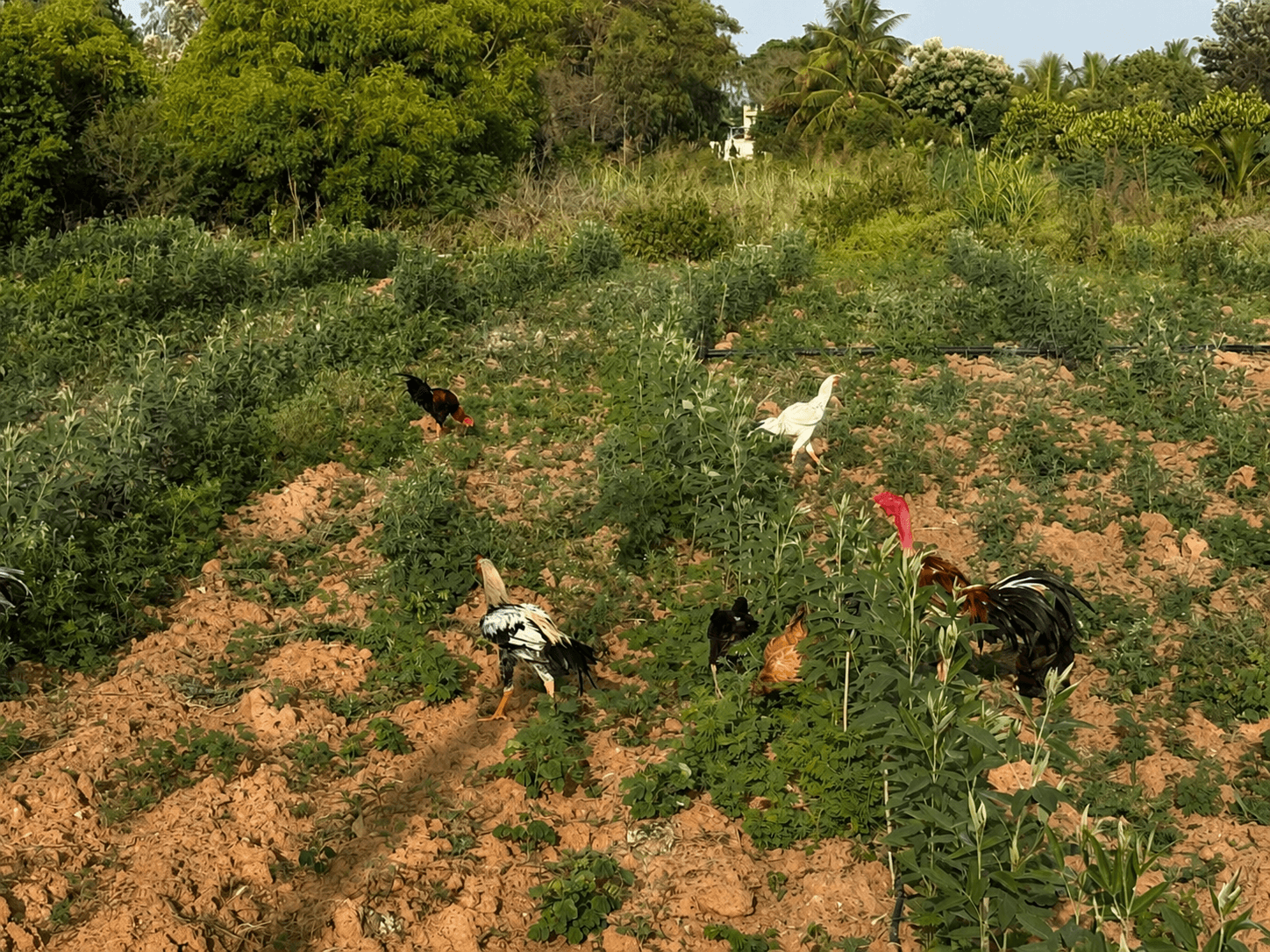 Free-range hens foraging on our open farmland